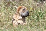 SHAR-PEI 283